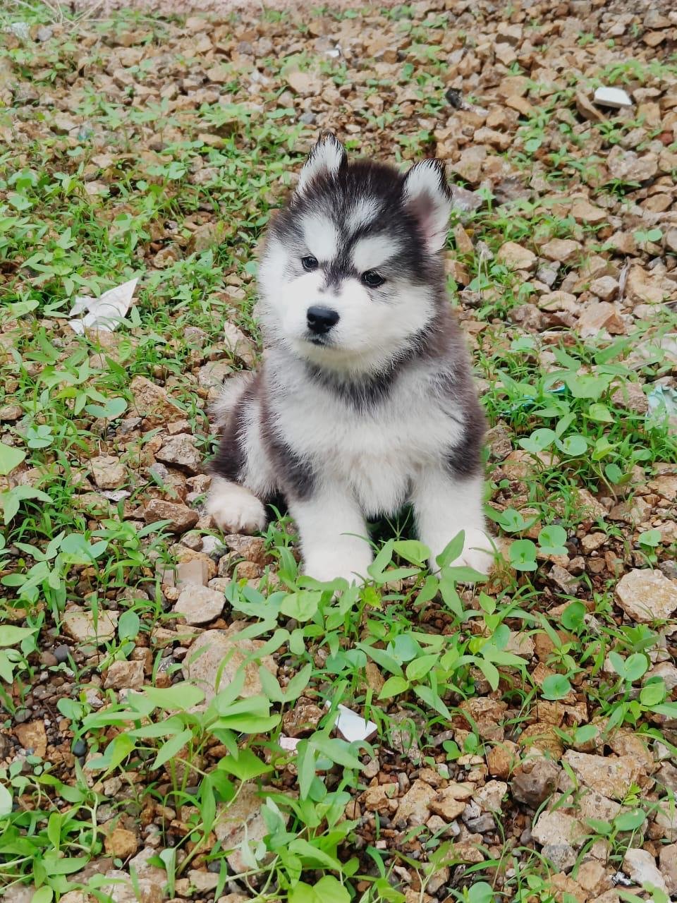 Buy lovable Siberian Husky Puppy from Bangalore